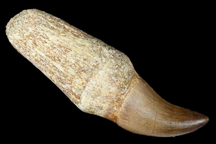 Fossil Rooted Mosasaur (Halisaurus) Tooth - Morocco #174294